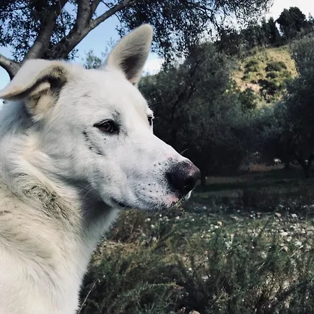 Donnomarco مزرعة للإقامة